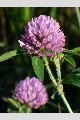 View a larger version of this image and Profile page for Trifolium pratense L.